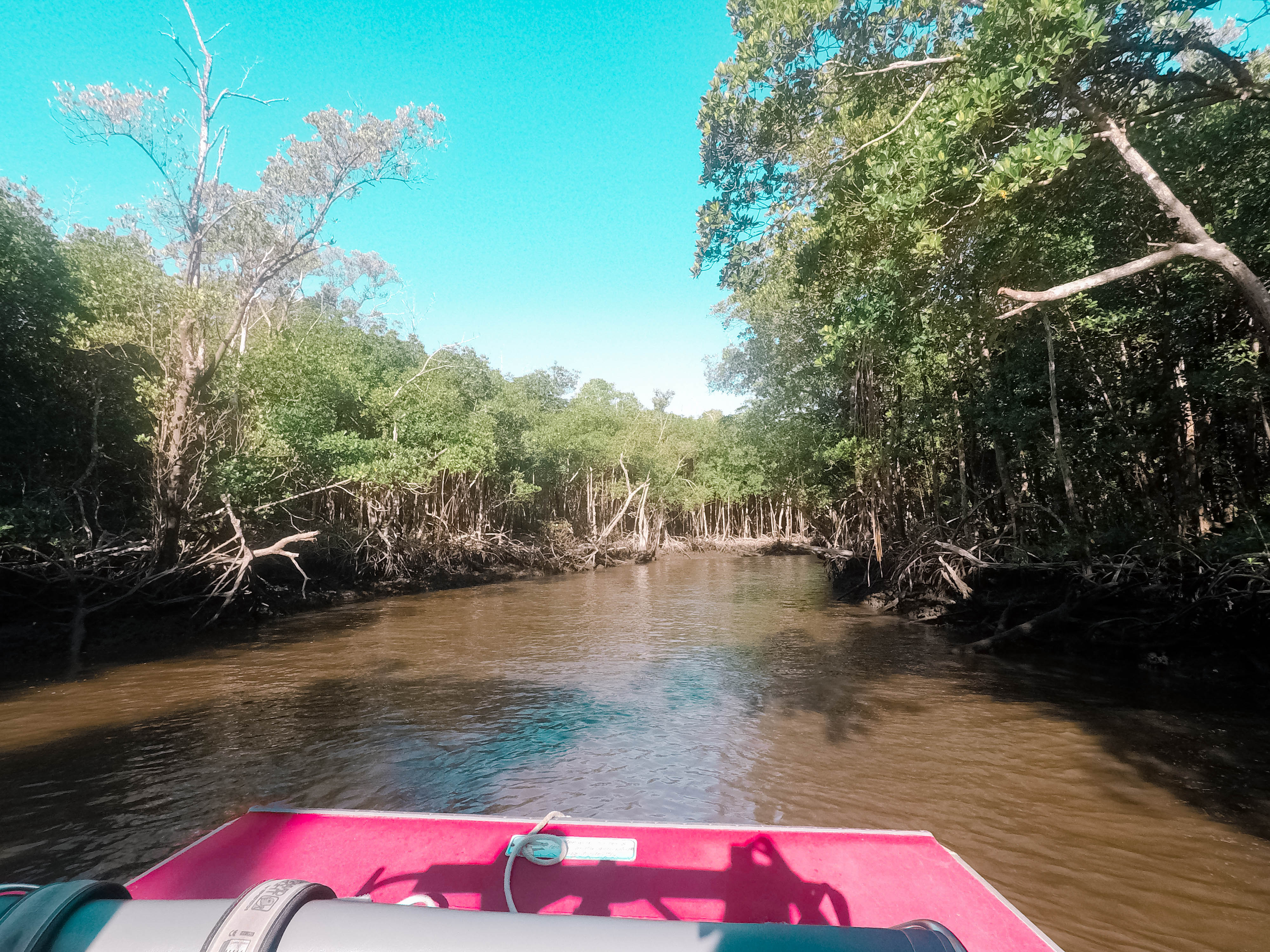 Explore the Florida Everglades on an airboat tour!