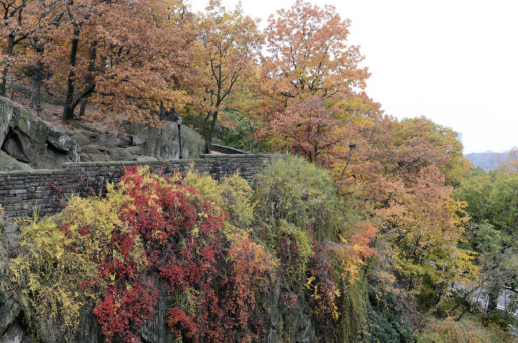 Fall leaves at Fort Tryon Park | Where to See Fall Foliage In and Around New York City