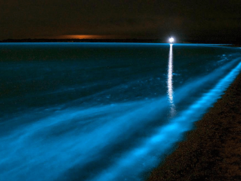 Bioluminescence at Punta Cocos | The Ultimate Isla Holbox Travel Guide
