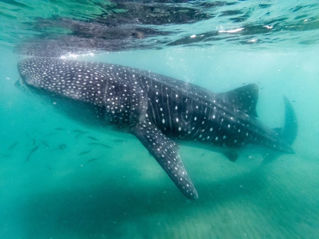 Whale shark stock image | The Ultimate Isla Holbox Travel Guide