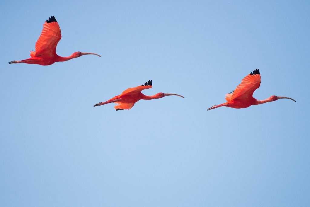 Flamingos flying stock image | The Ultimate Isla Holbox Travel Guide