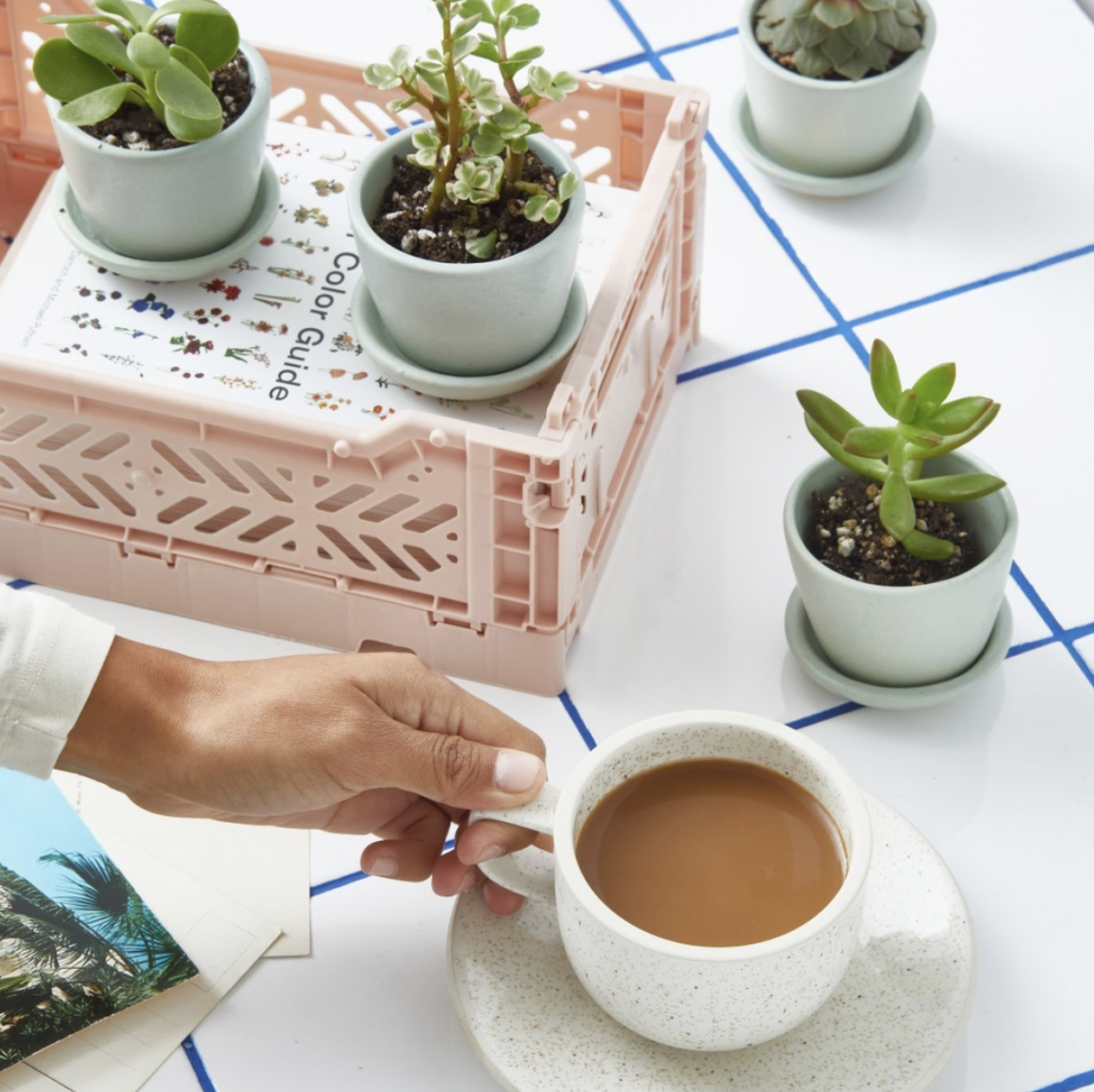 The sill plants | Holiday Gifts for Female Entrepreneurs