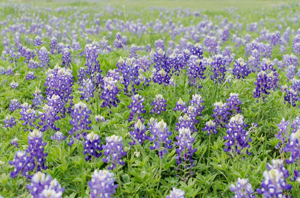 Texas Hill Country | 12 places to travel to in the US this spring